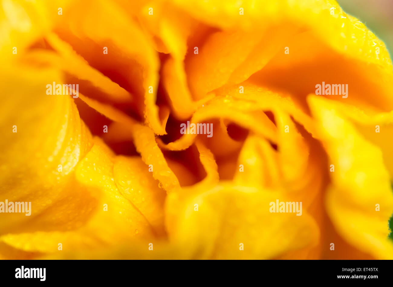 Il giallo dei fiori di ibisco Foto Stock