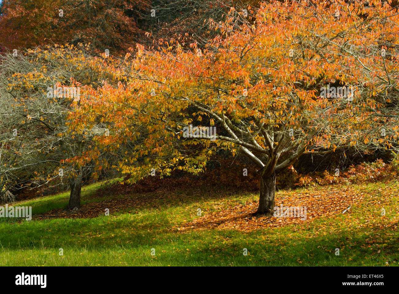 Autunno foresta del Monte Lofty Botanic Garden, SA, Australia Foto Stock