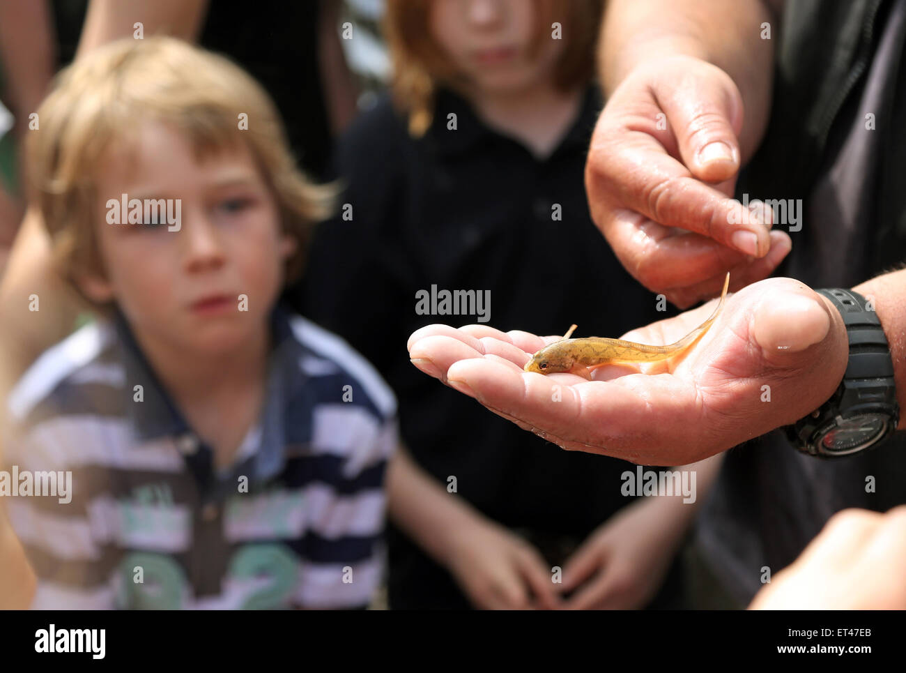 Elenco, Germania, kid un eelpout su un lato Foto Stock