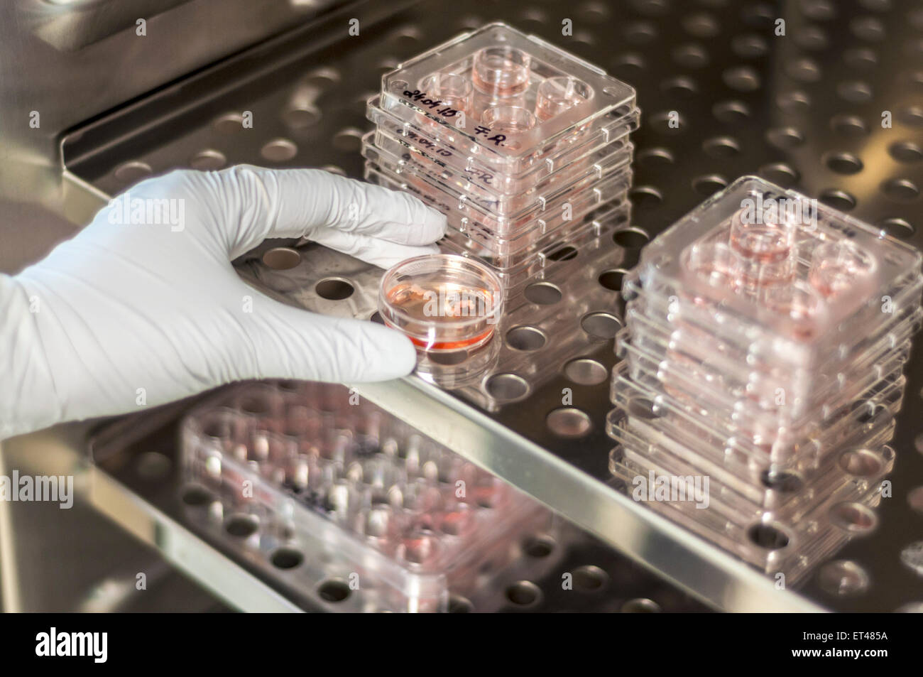 Medicina di laboratorio campioni incubatore di incubazione Foto Stock