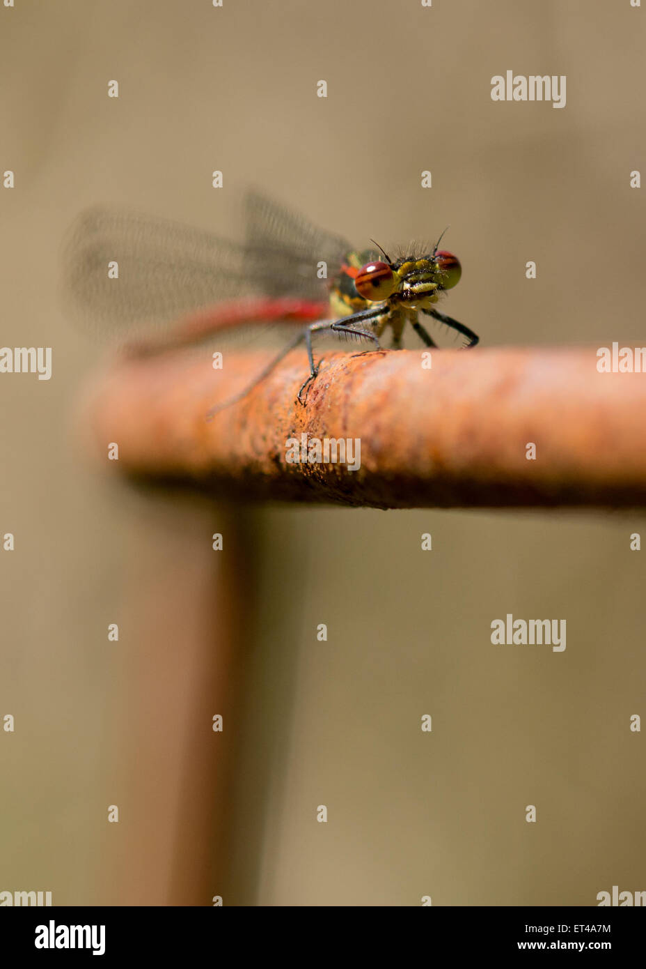 Rossi di grandi dimensioni - Damselfly Pyrrhosoma nymphula - appoggiata sul metallo arrugginito supporto vegetale - Scozia, Regno Unito Foto Stock