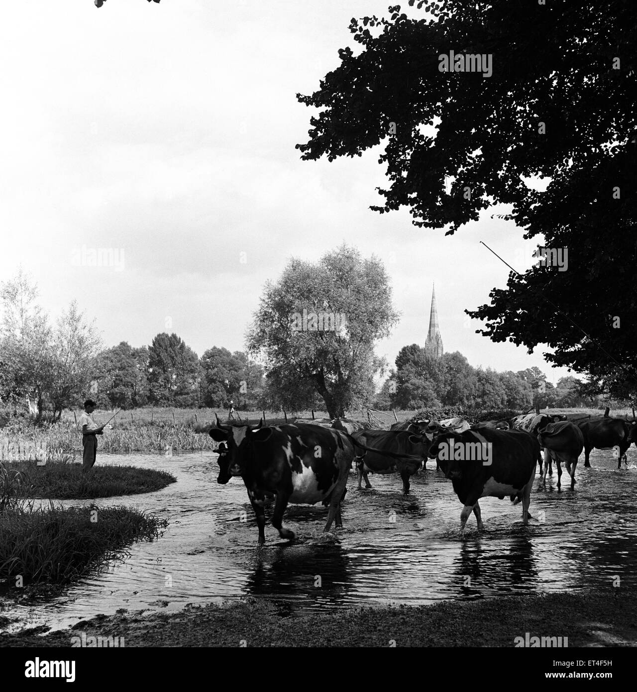 Scena pastorale - Salisbury, Wiltshire, un herdsboy conduce la mandria di mucche lungo il fiume fino al pomeriggio di mungitura. La Cattedrale di Salisbury può essere visto in lontananza. Il 3 settembre 1952. Foto Stock