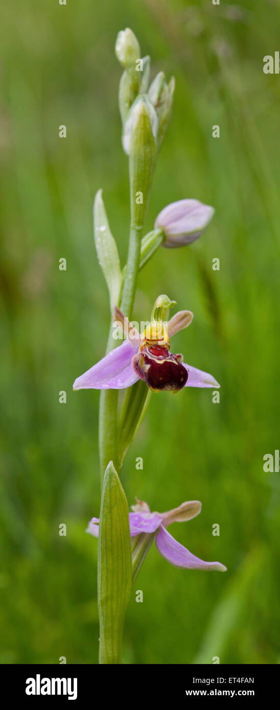 Bee orchid, Ophrys apifera HUD. Foto Stock