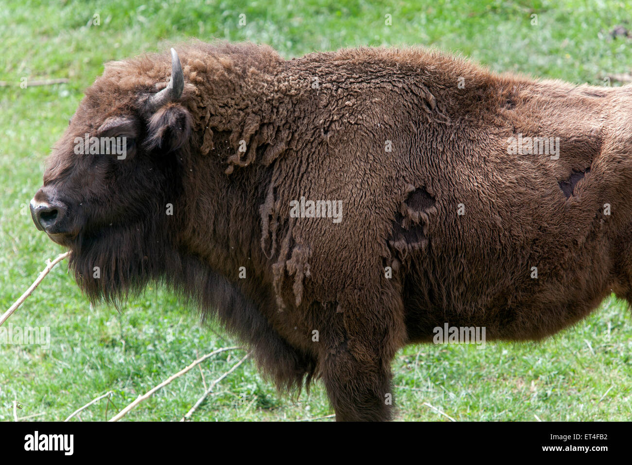 Bisonte europeo, bisonte bonaso, vesato, Foto Stock