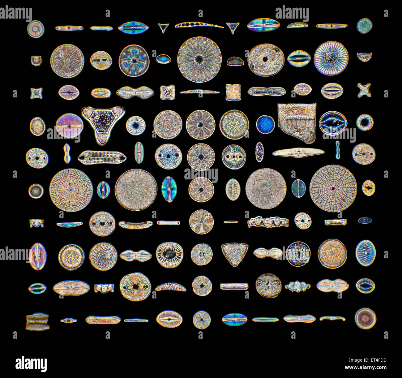 Campo oscuro fotomicrografia, fossili diatomee, Lomita USA, variegata selezione di forme Foto Stock