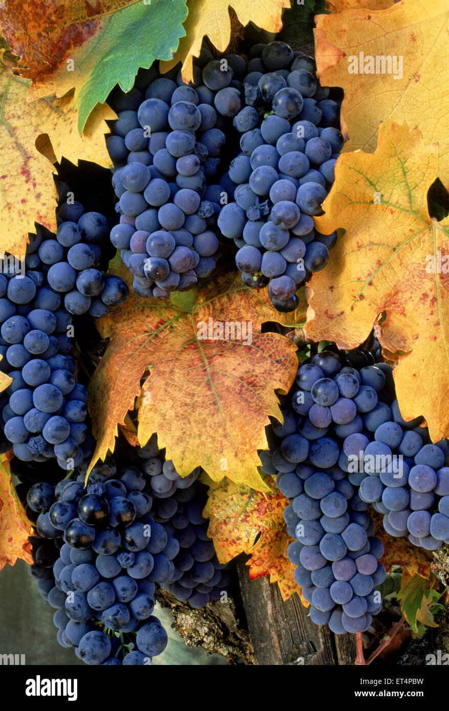 Coppia Zinfandel uva sulla vite. Foto Stock Coppia Zinfandel uva sulla vite. Foto Stock