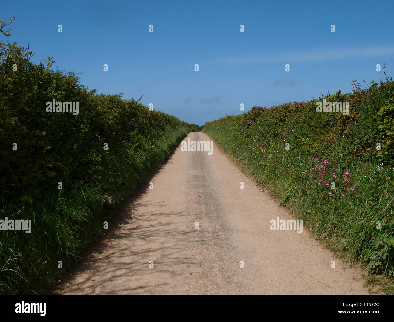 Paese stretta strada con siepi alte, Welcombe, Devon, Regno Unito Foto Stock