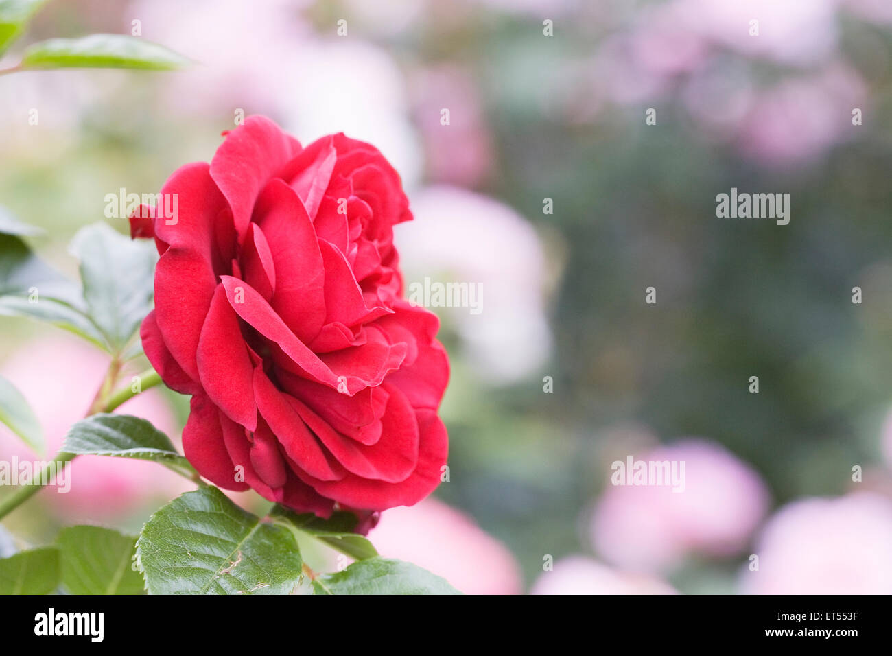Rosa "Cumberland'. Salendo una rosa rossa. Foto Stock