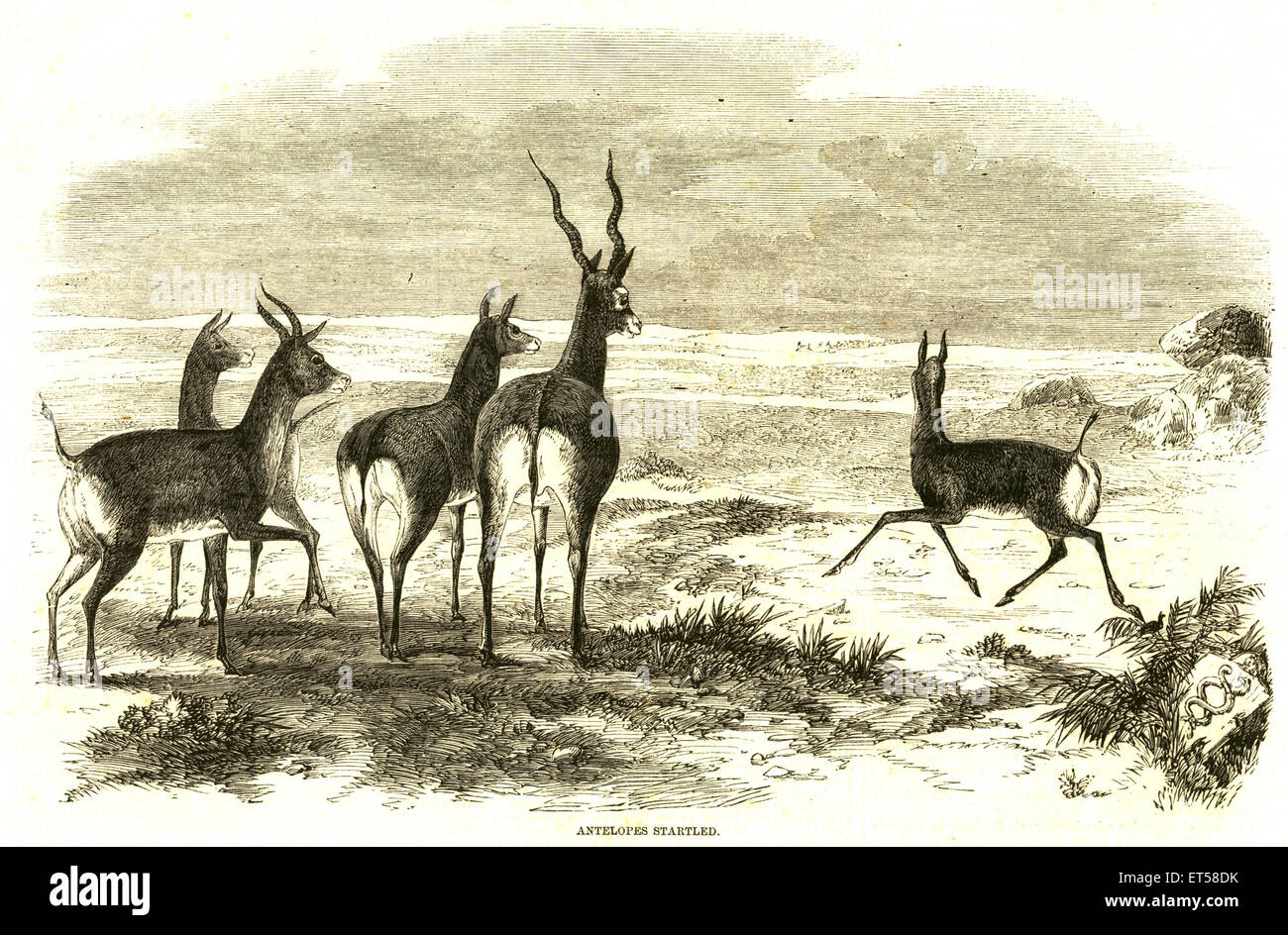 Caccia e viste animale ; antilopi startled ; India Foto Stock
