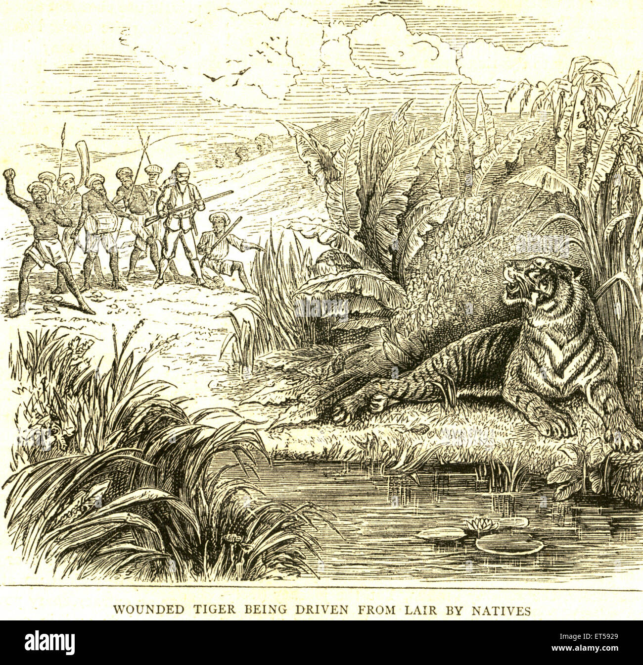 Caccia & viste animale ; feriti tiger essendo pilotati da lair dai nativi ; India Foto Stock