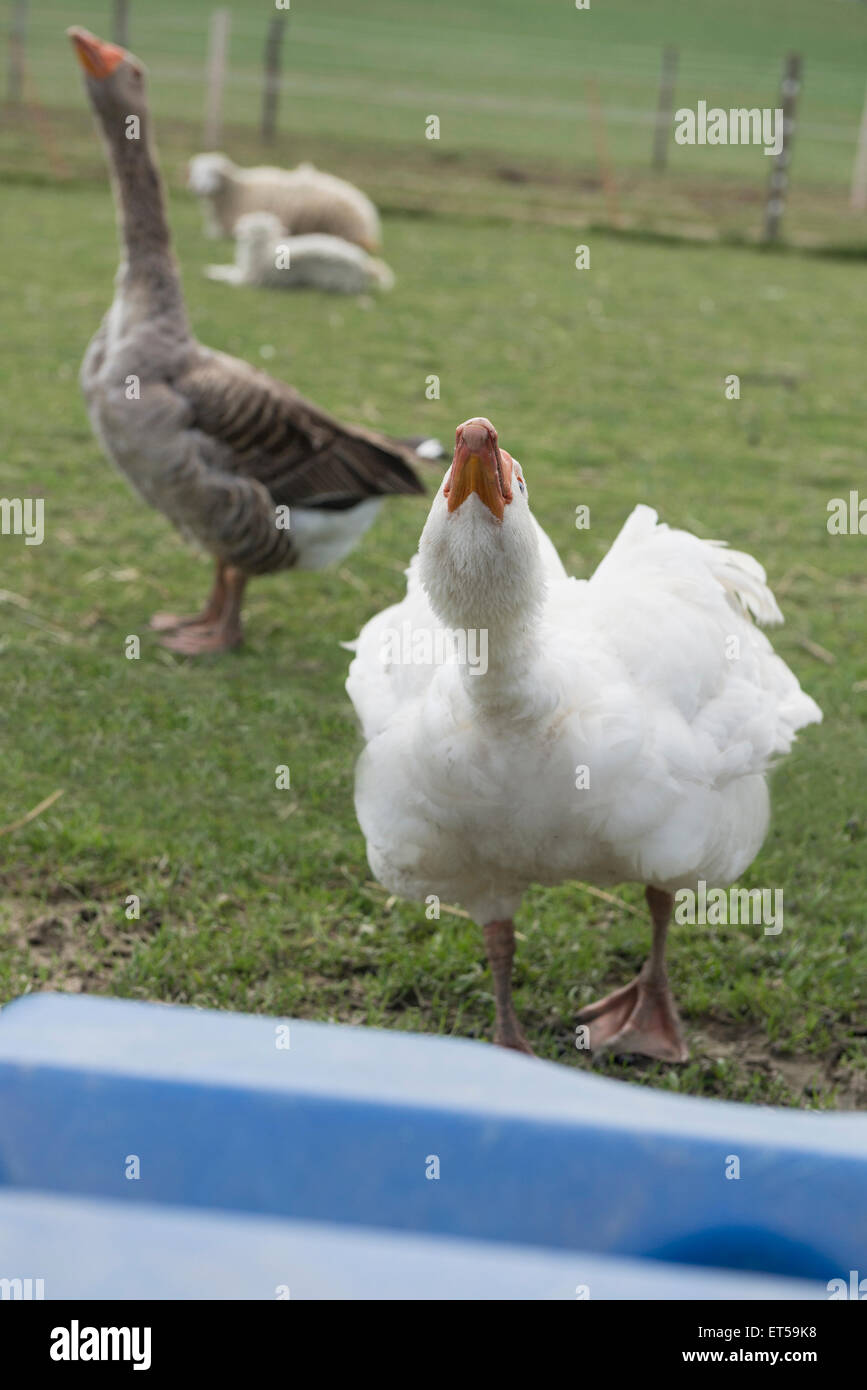 Oche a goose farm Baviera Germania Foto Stock