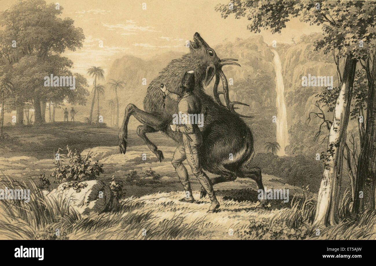Cacciatore che uccide cervi ; incisione del 1800 d'epoca Foto Stock