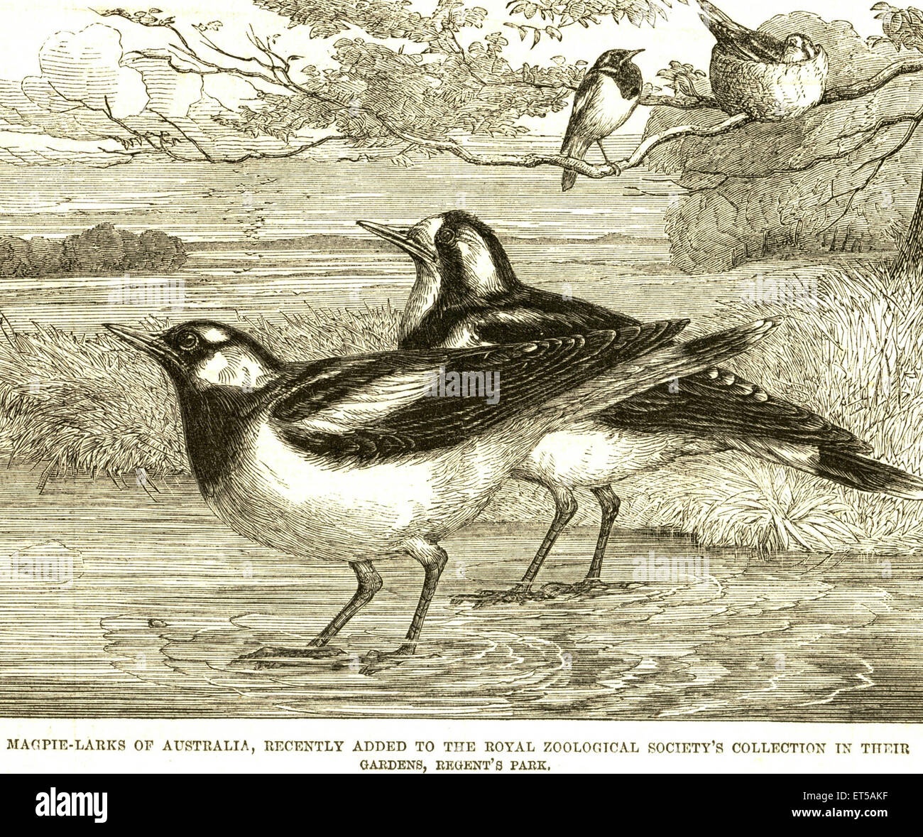 Magpie lark, peewee, peewit, mudlark ; Australia ; Royal Zoological Society Collection ; Regent Park Gardens ; incisione d'epoca del 1800 Foto Stock
