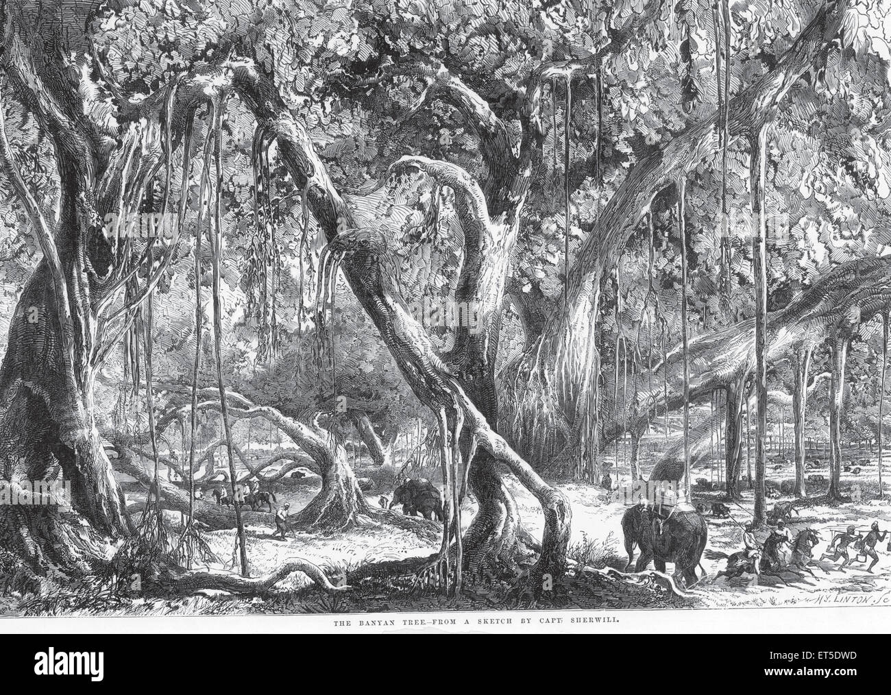 Elefanti e cavalli che attraversano la foresta di alberi di banyan, India, Asia, asiatico, indiano, vecchia incisione d'epoca del 1800 Foto Stock