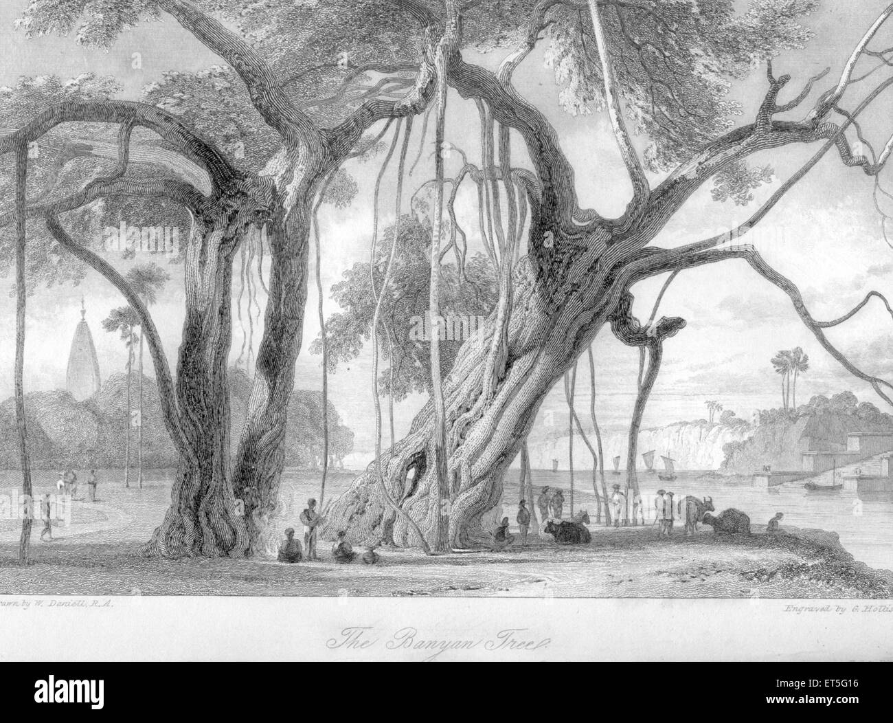 Banyan alberi, India, Asia, asiatico, indiano, incisione in acciaio del 1800 d'epoca Foto Stock