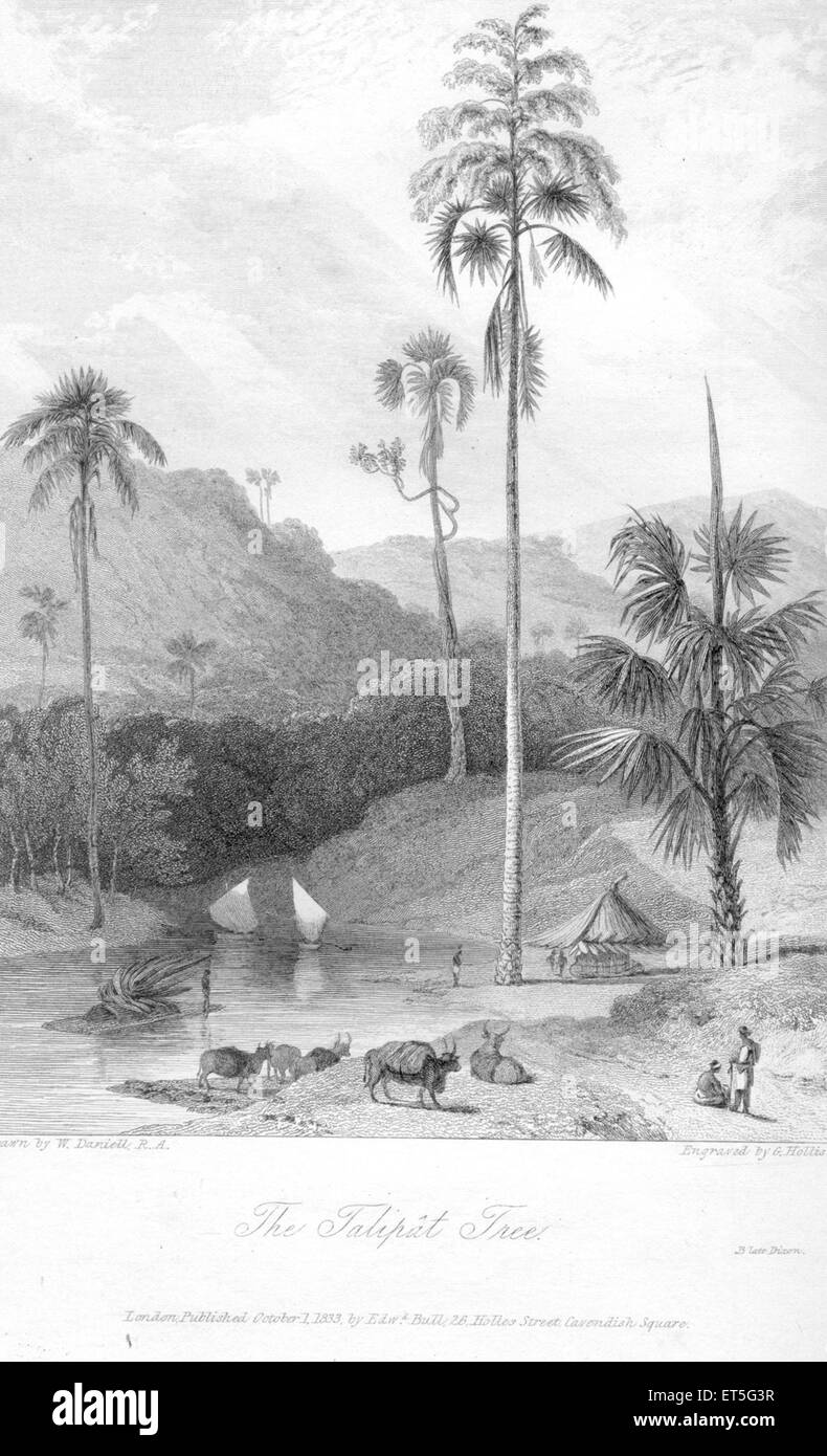 Corypha umbraculifera, talipot palma, India, Asia, asiatico, Indian, vecchia incisione d'acciaio del 1800 Foto Stock