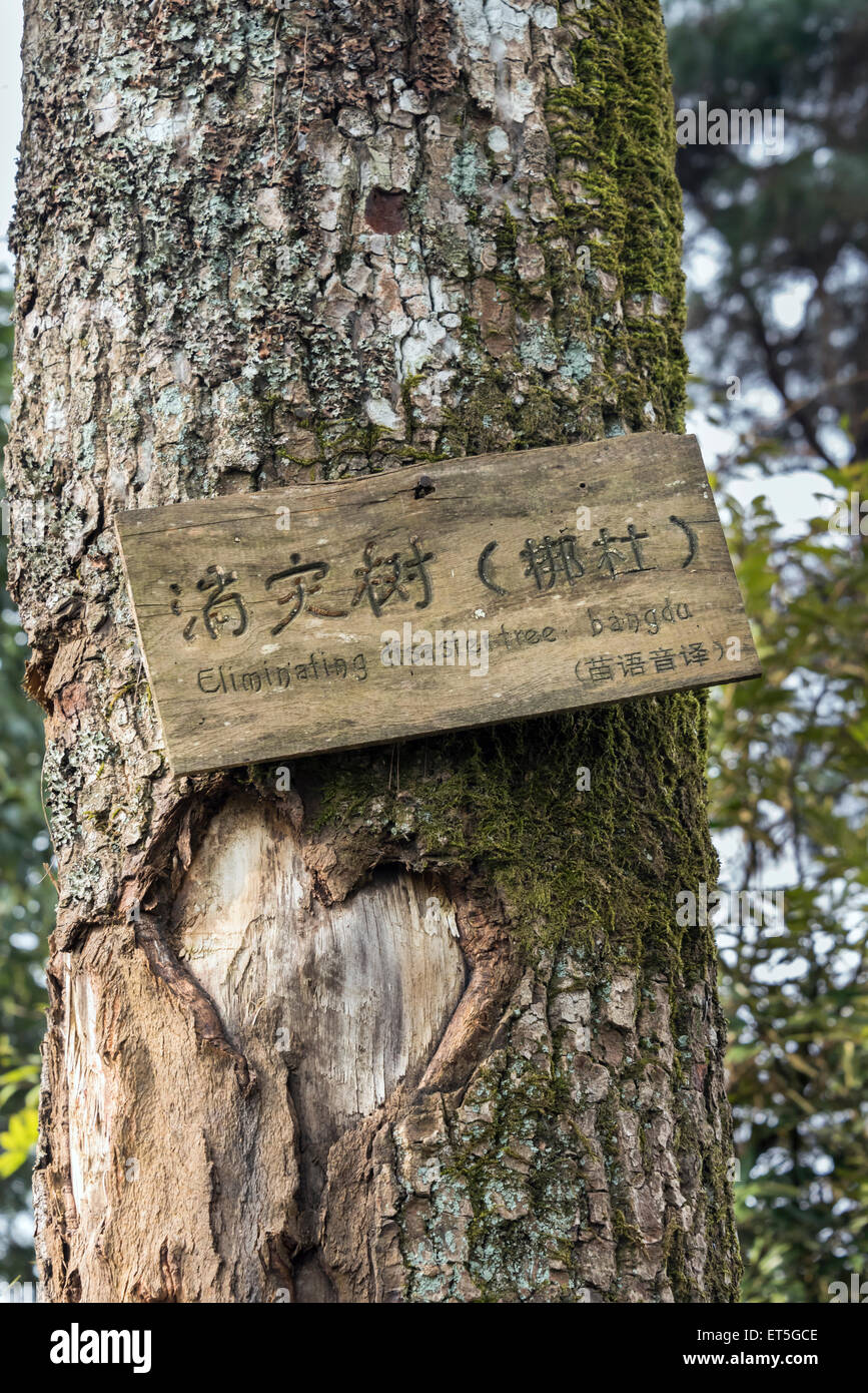 'Eliminando il disaster' albero, Basha albero sacro, Basha Gun Village, Guizhou, Cina Foto Stock 'Eliminando il disaster' albero, Basha albero sacro, Basha Gun Village, Guizhou, Cina Foto Stock
