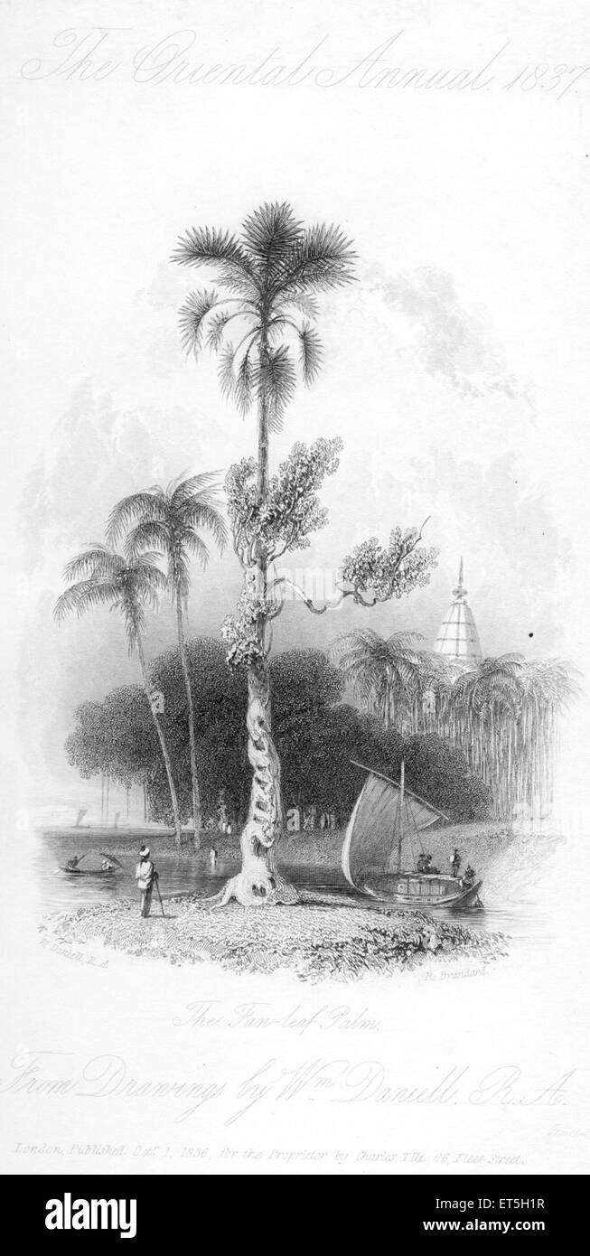 Albero di palma, foglia di ventaglio, India, Asia, asiatico, Indian, vecchia incisione d'acciaio del 1800 Foto Stock