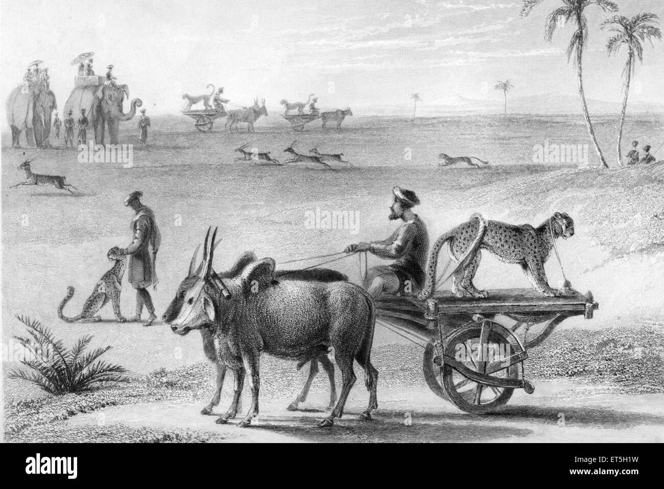 Caccia Cheetah India incisione indiana asia incisione asiatica Foto Stock