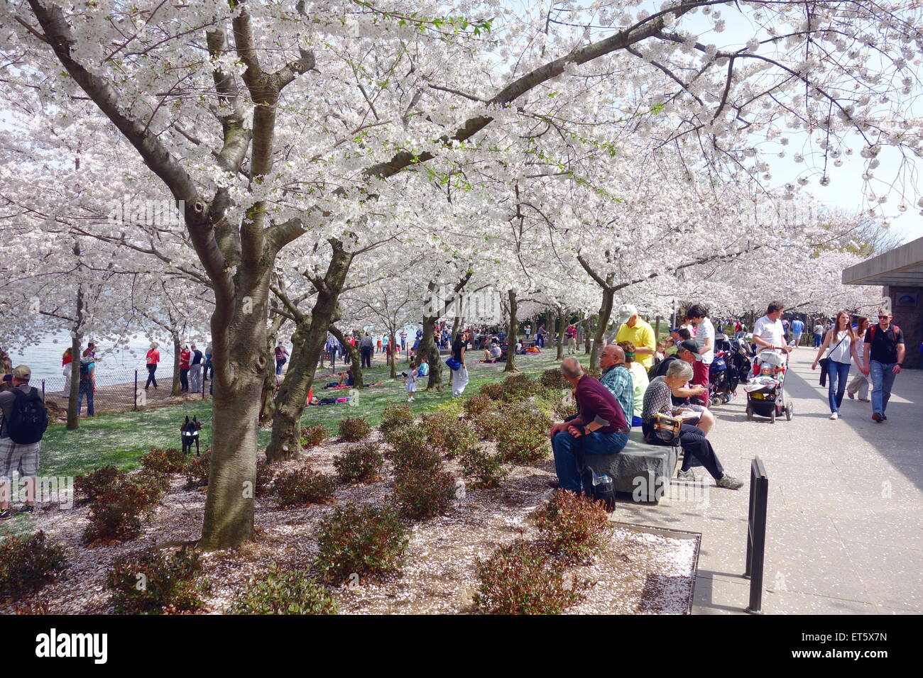 Ciliegi giapponesi, fioritura in Washington DC Foto Stock