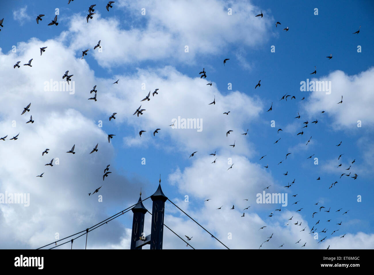 Un branco di piccioni volare sopra un ponte di sospensione Foto Stock