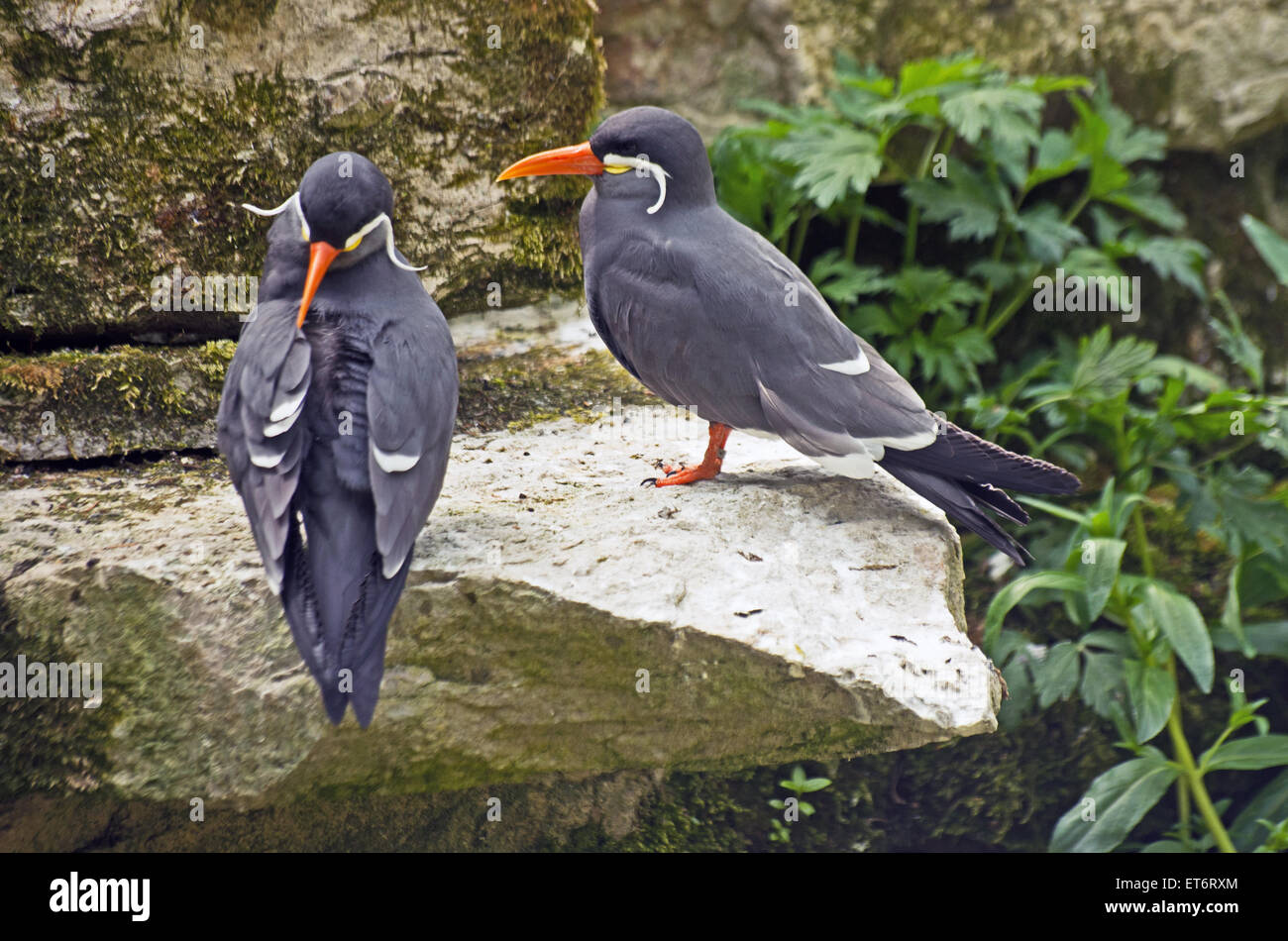 Inca Tern Larosterna America del Sud Foto Stock