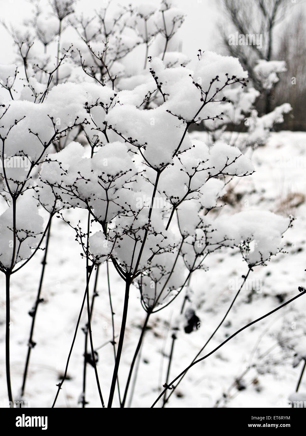 Snow,vegetazioni, Foto Stock