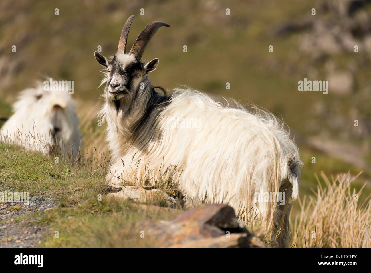 Il gallese delle capre di montagna Snowdonia North Wales UK corna Foto Stock