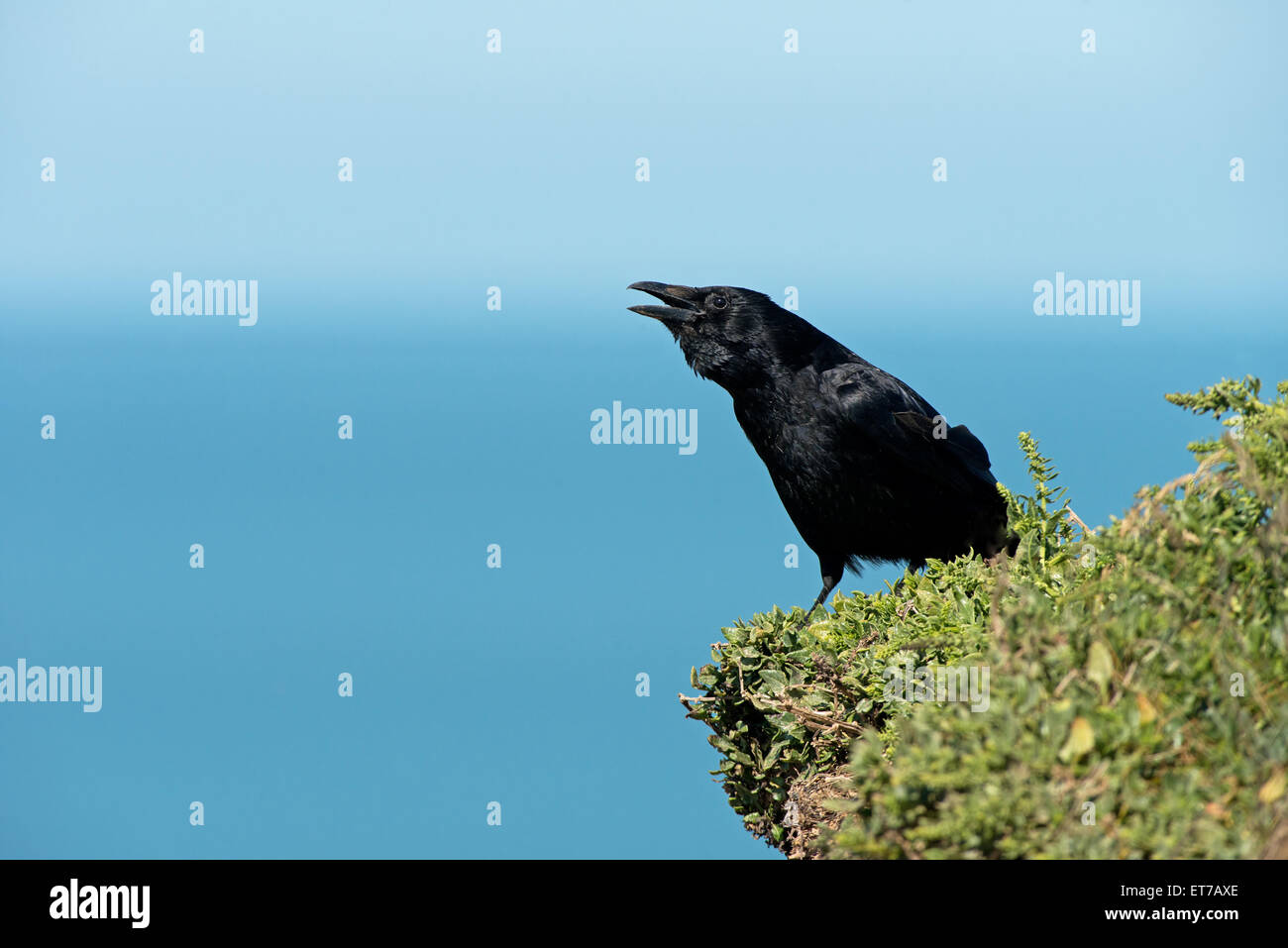 Raven-Corvus corax posatoi su una scogliera, chiamando. Molla. Regno Unito Foto Stock