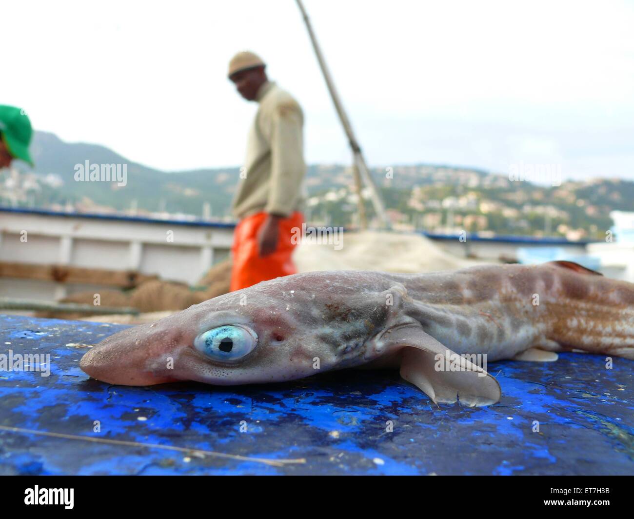 Kleingefleckter Katzenhai, Kleiner Katzenhai (Scyliorhinus canicula, Scyllium canicula), Beifang auf einem Fischerboot im Hafen, Foto Stock