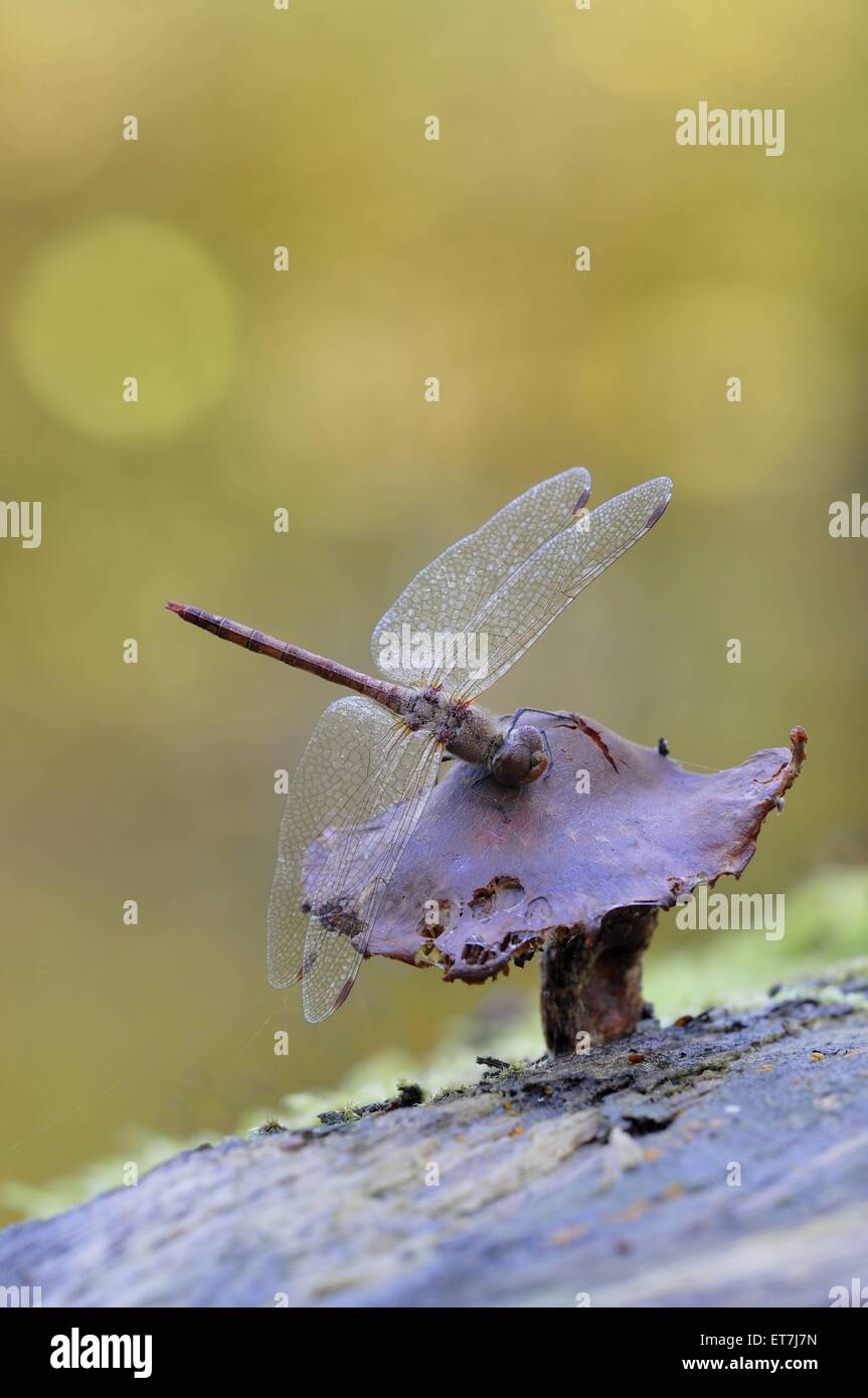 Gemeine Heidelibelle (Sympetrum vulgatum), mit Tautropfen, sitzt auf einem Pilz, Deutschland | vagrant sympetrum (Sympetrum vulg Foto Stock