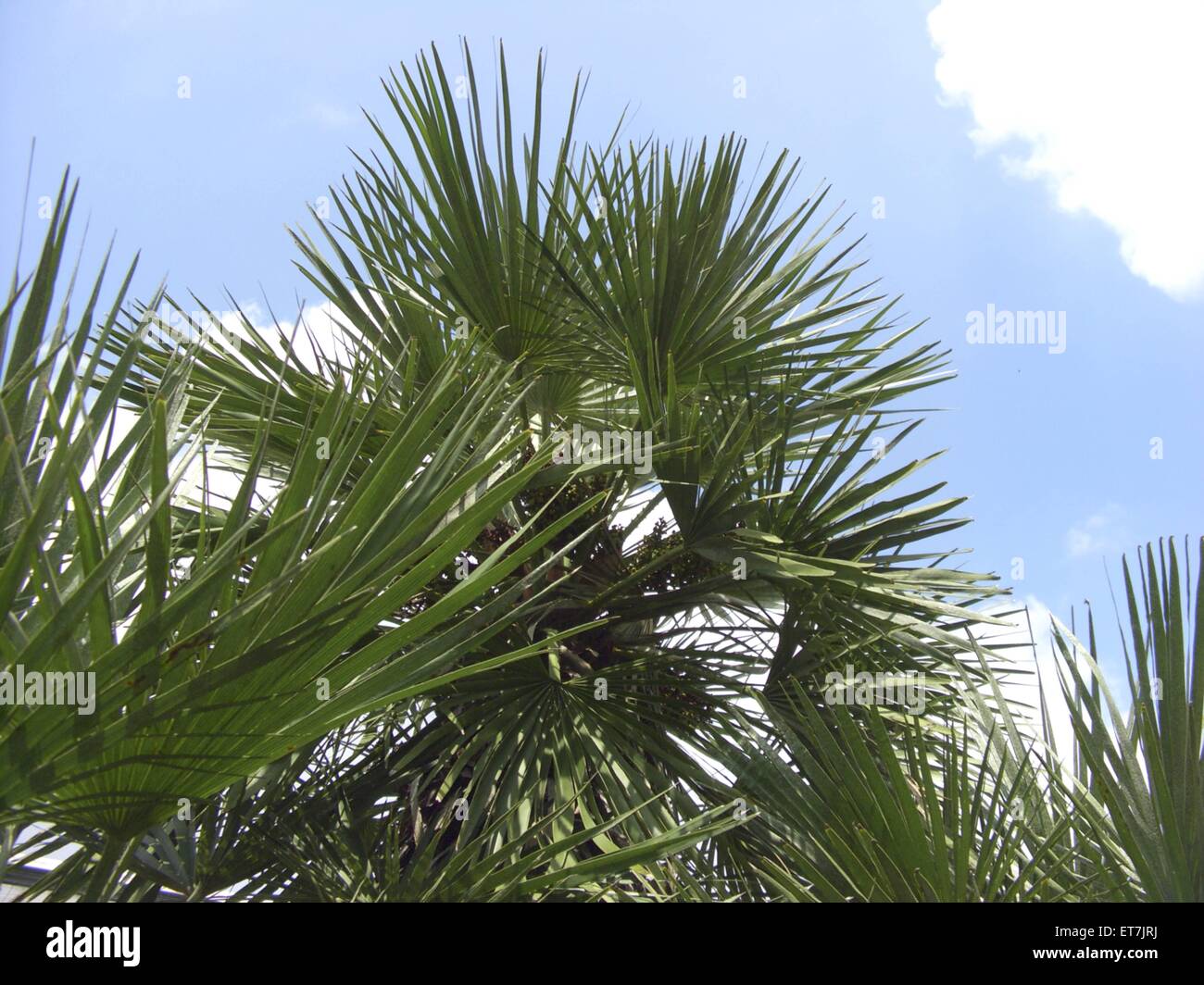 Zwergpalme, Zwerg-Palme (Chamaerops humilis), Baumkrone | Mediterraneo Farn ventola (Chamaerops humilis), tree top Foto Stock