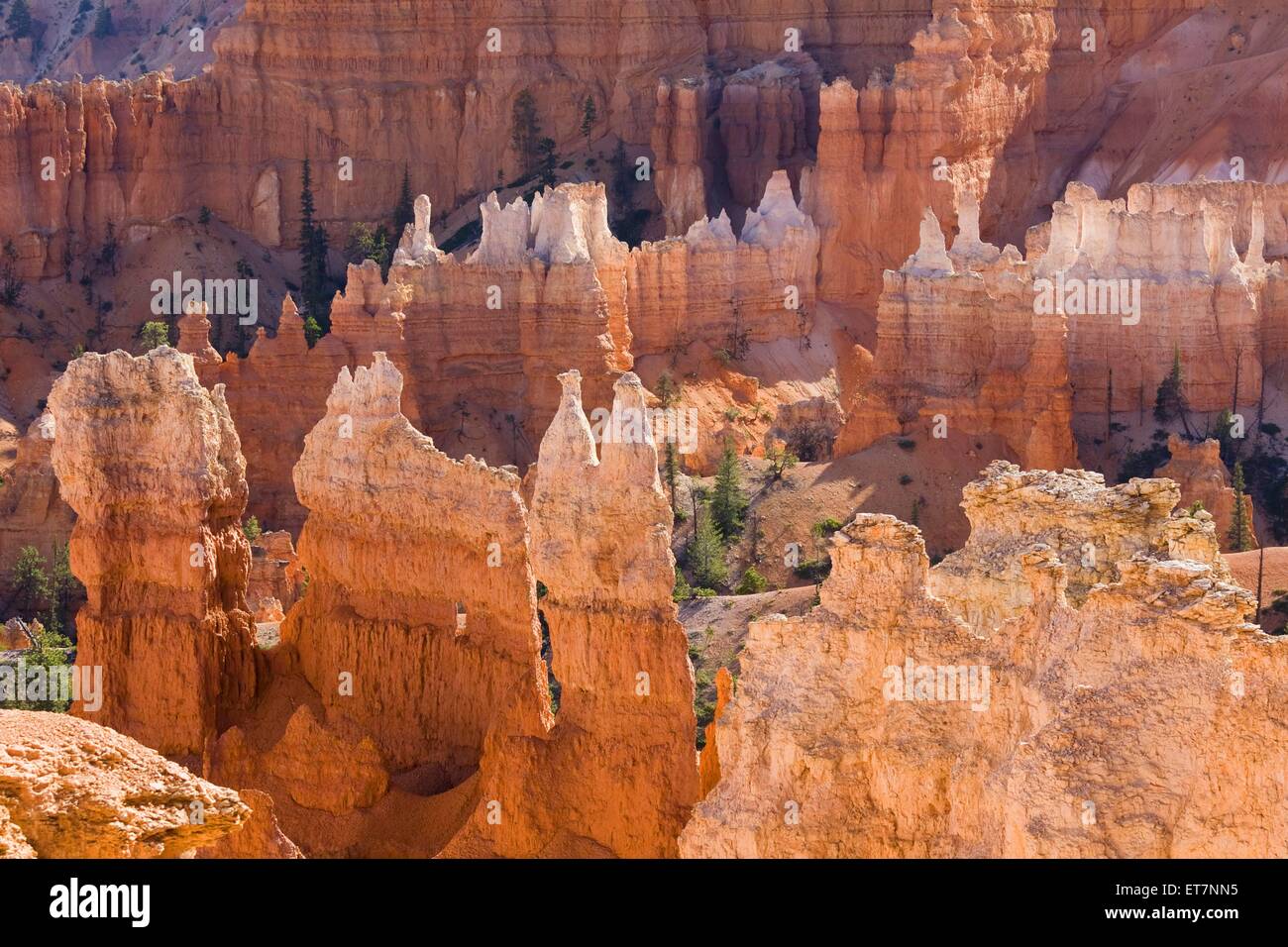Verschiedenfarbige Erosionsformen im Bryce Canyon vom Wanderweg Queens Garden Trail, STATI UNITI D'AMERICA, Utah, Bryce Canyon Nationalpark | view Foto Stock
