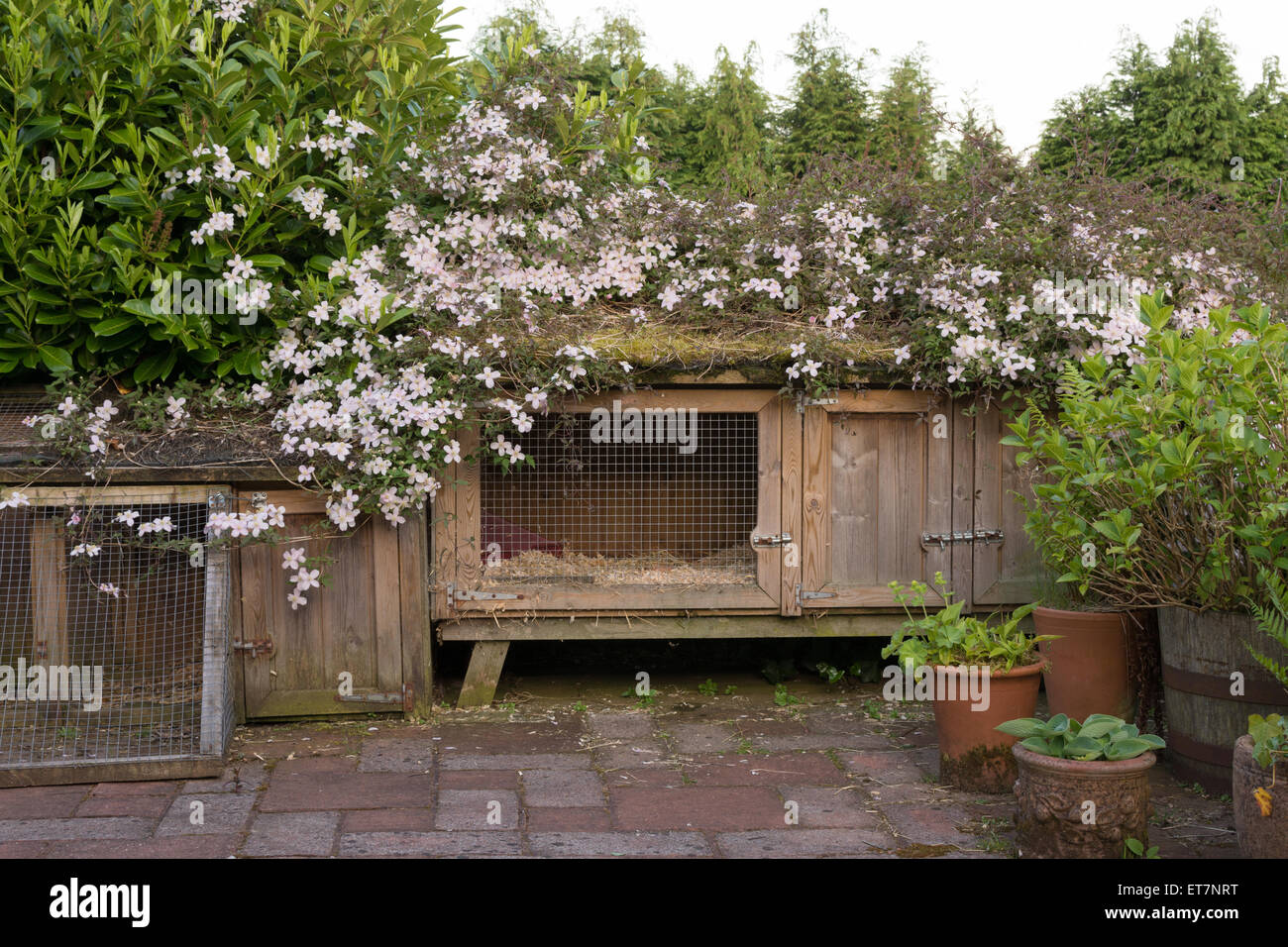 La clematide montana rubens miscelando un grande coniglio hutch più simpaticamente in giardino Foto Stock
