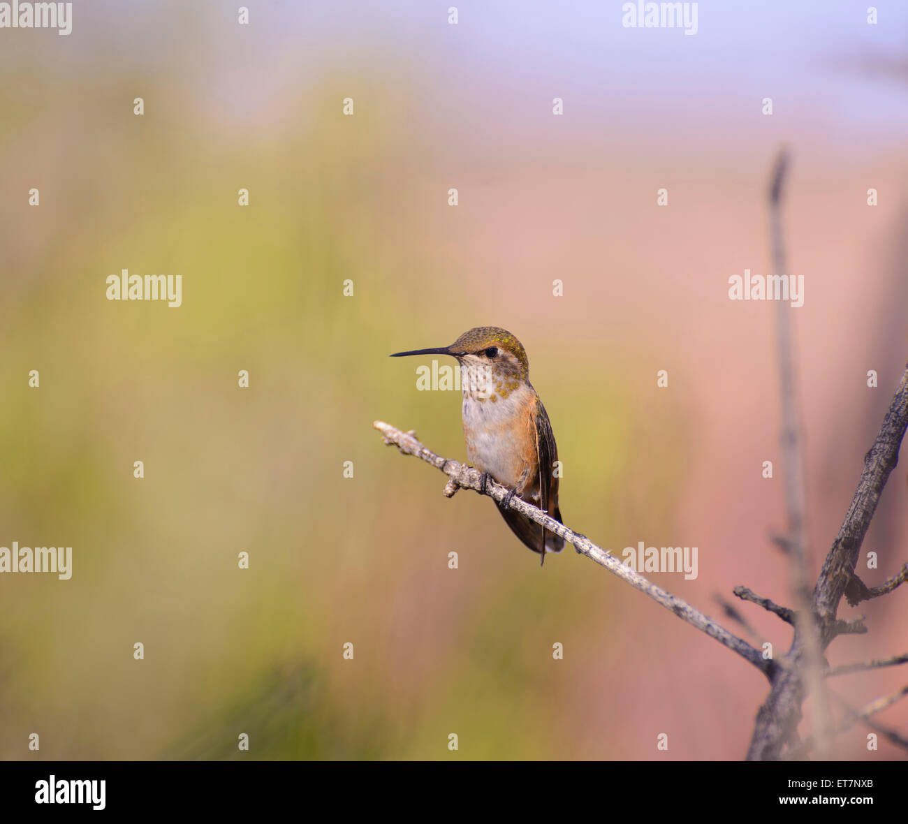 Rufous hummingbird (Selasphorus rufus) femmina, Dead Horse Point State Park, il Parco Nazionale di Canyonlands, Island in the Sky, Utah Foto Stock