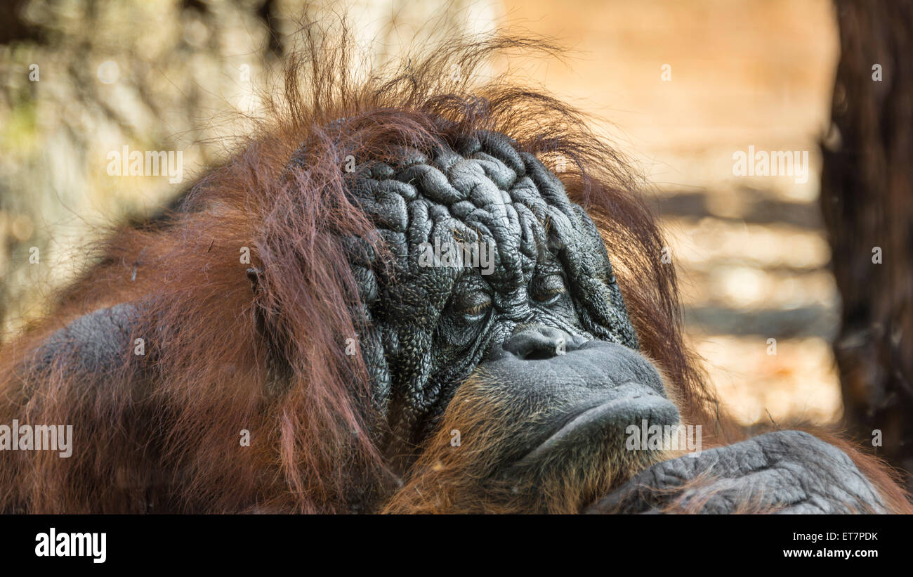 Vecchio orangutan femmina (Pongo) cercando contemplativo, captive Foto Stock