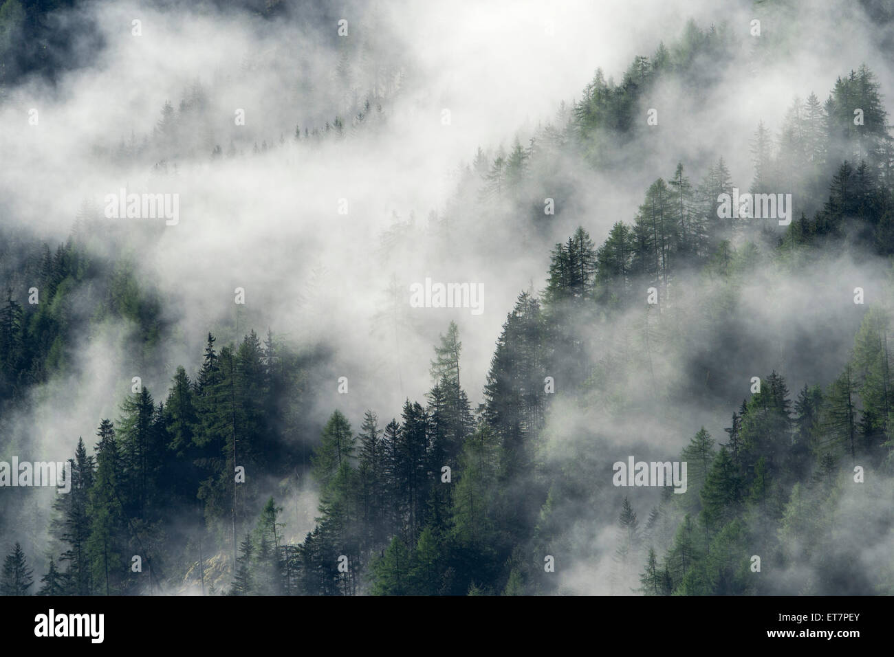 La nebbia al di sopra del bosco, Prägraten am Großvenediger, Virgental valle, Tirolo orientale, Austria Foto Stock