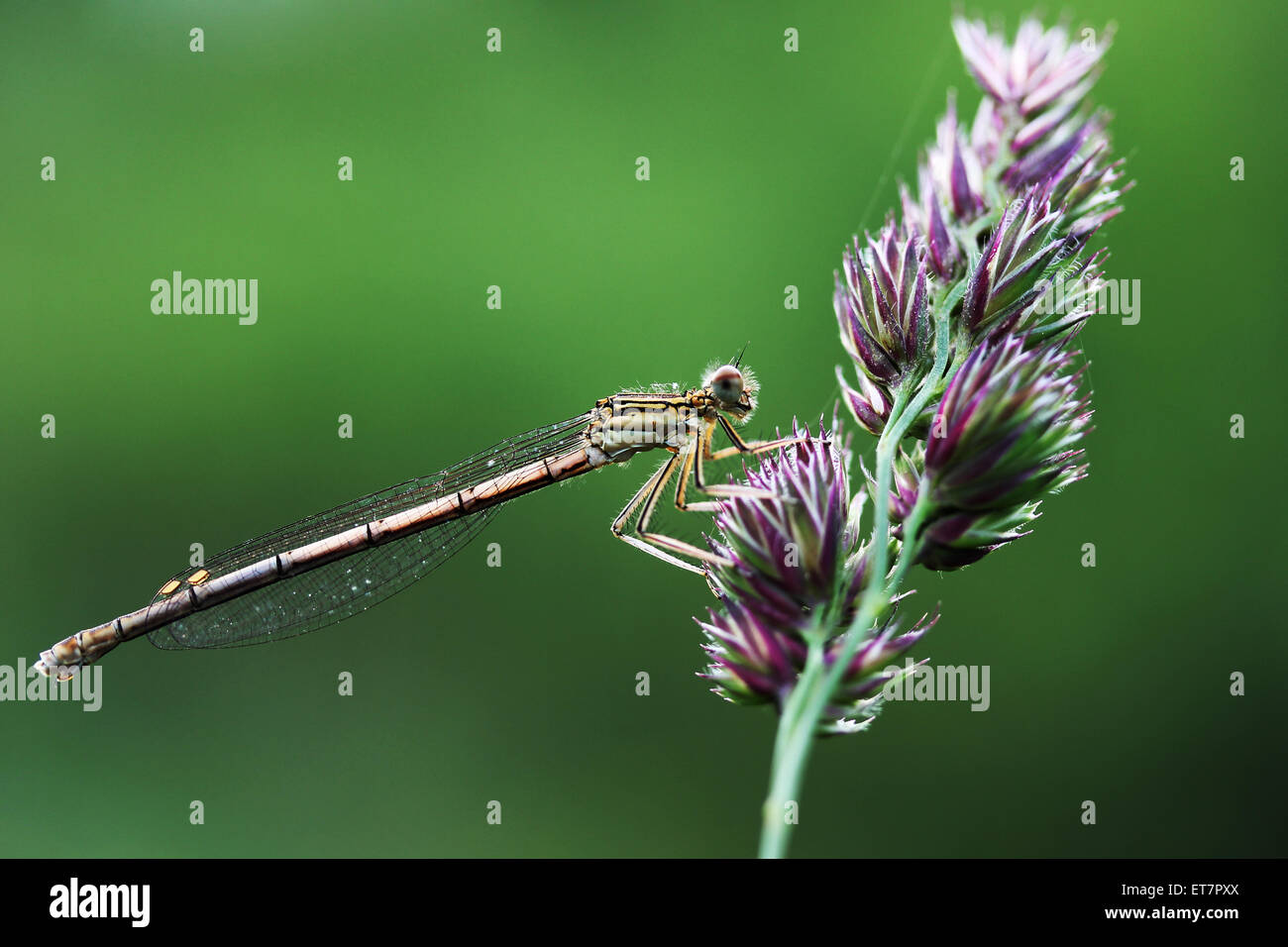 White-gambe o damselfly blue featherleg (Platycnemis pennipes), femmina, Baden-Württemberg, Germania Foto Stock