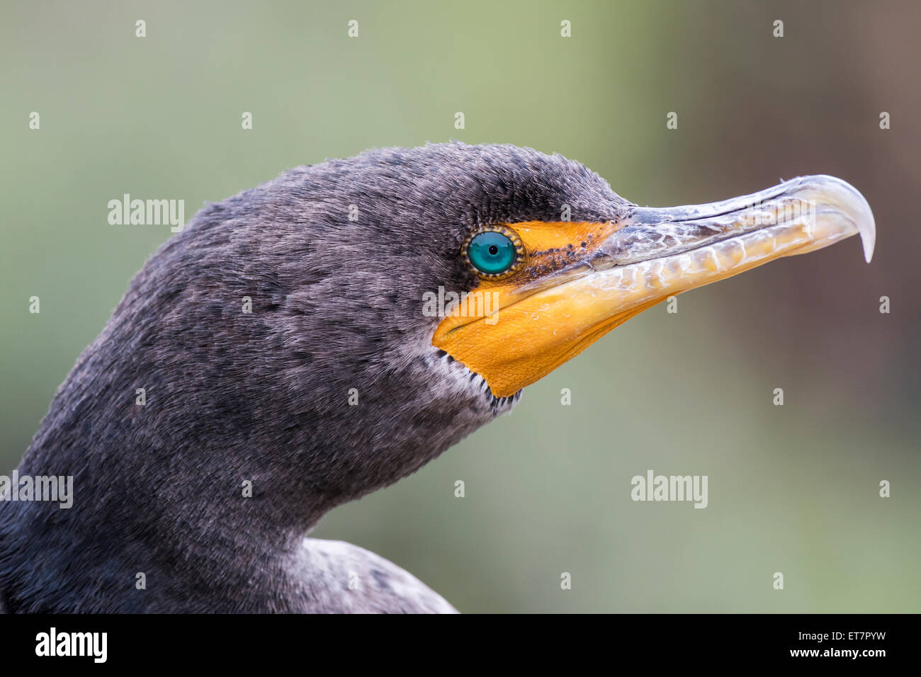 Double-crested cormorano (Phalacrocorax auritus), Florida Everglades, STATI UNITI D'AMERICA Foto Stock