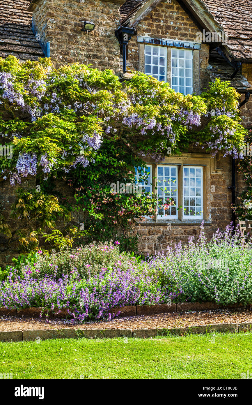 Il cinese Wisteria sinensis fioritura intorno a bifora di Georgian Lodge. Foto Stock