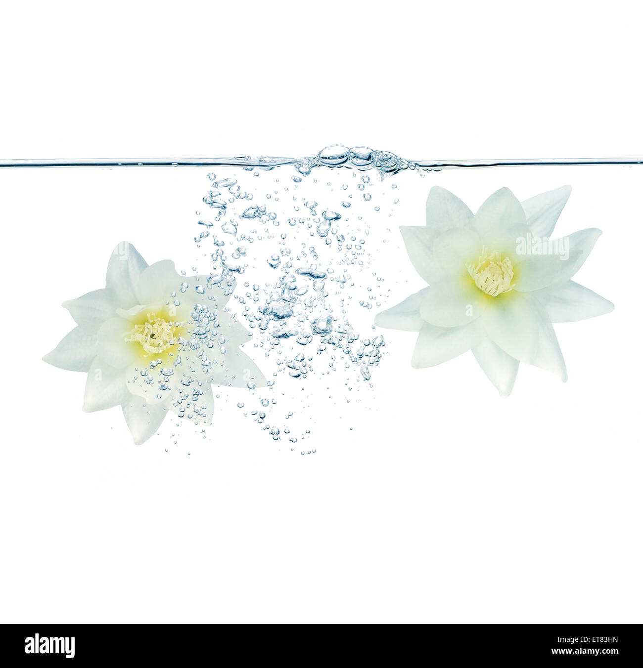 Due fiori bianchi sotto l'acqua con leggermente colorate in blu Foto Stock
