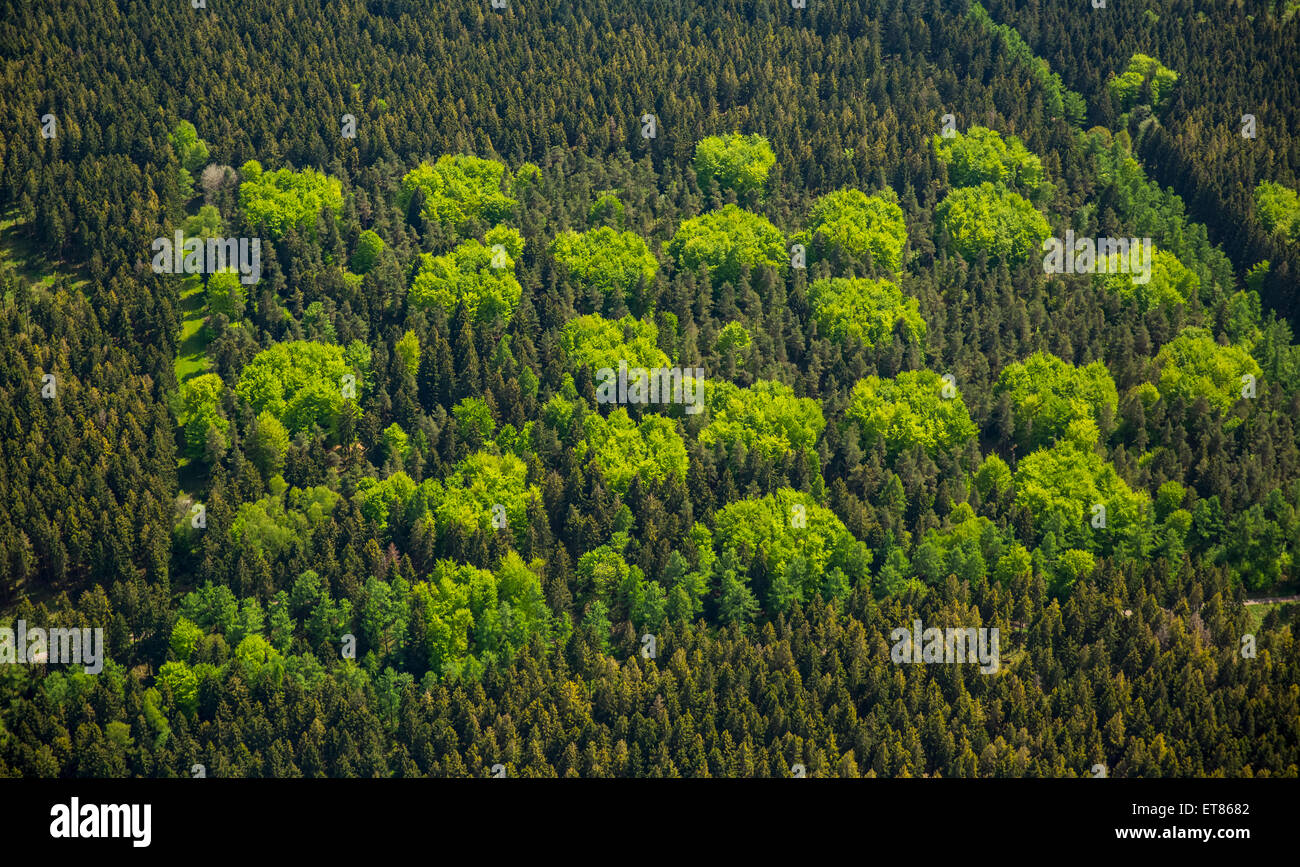 Bosco misto in primavera, Hürtgenwald, Eifel, nella Renania settentrionale-Vestfalia, Germania Foto Stock