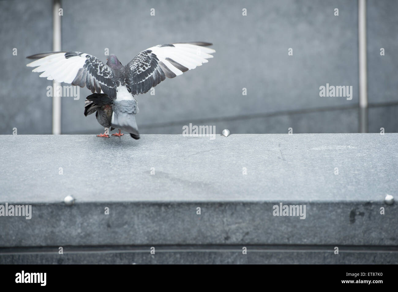 Pigeon coniugata a Londra Foto Stock