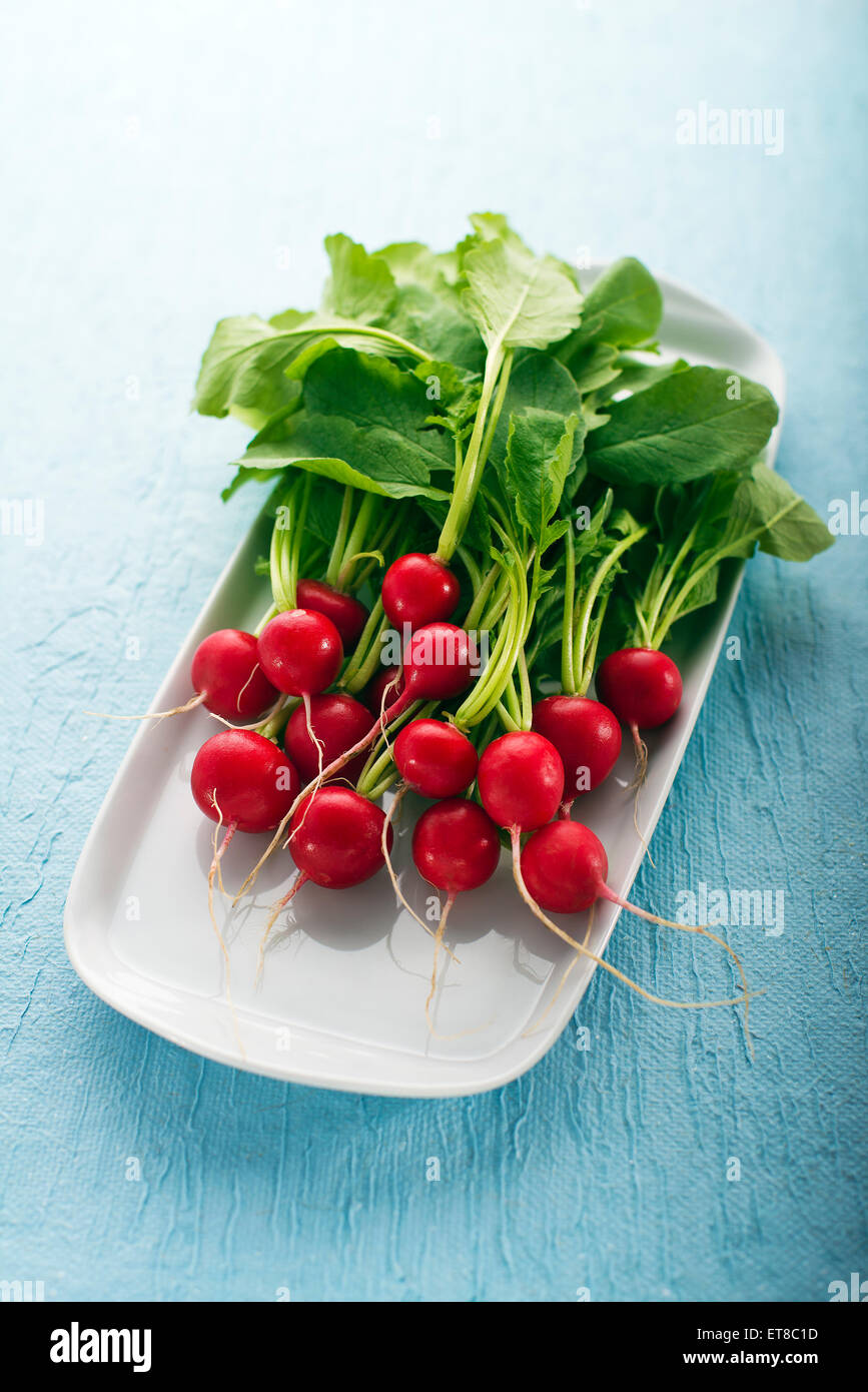 Mazzetto di fresco radicchio rosso su sfondo blu Foto Stock