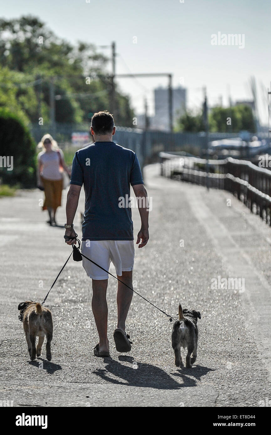 Un dog walker a Leigh on Sea in Essex. Foto Stock