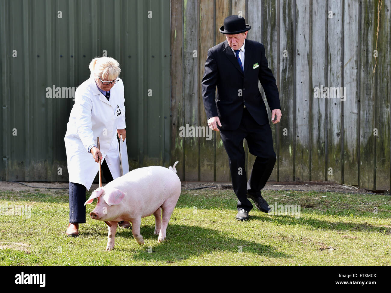 Southampton Sussex Regno Unito 12 Giugno 2015 - a giudicare dei suini al sud dell'Inghilterra mostrano in Southampton oggi anni questo tema è la nuova generazione di prodotti alimentari e di credito agricolo: Simon Dack/Alamy Live News Foto Stock