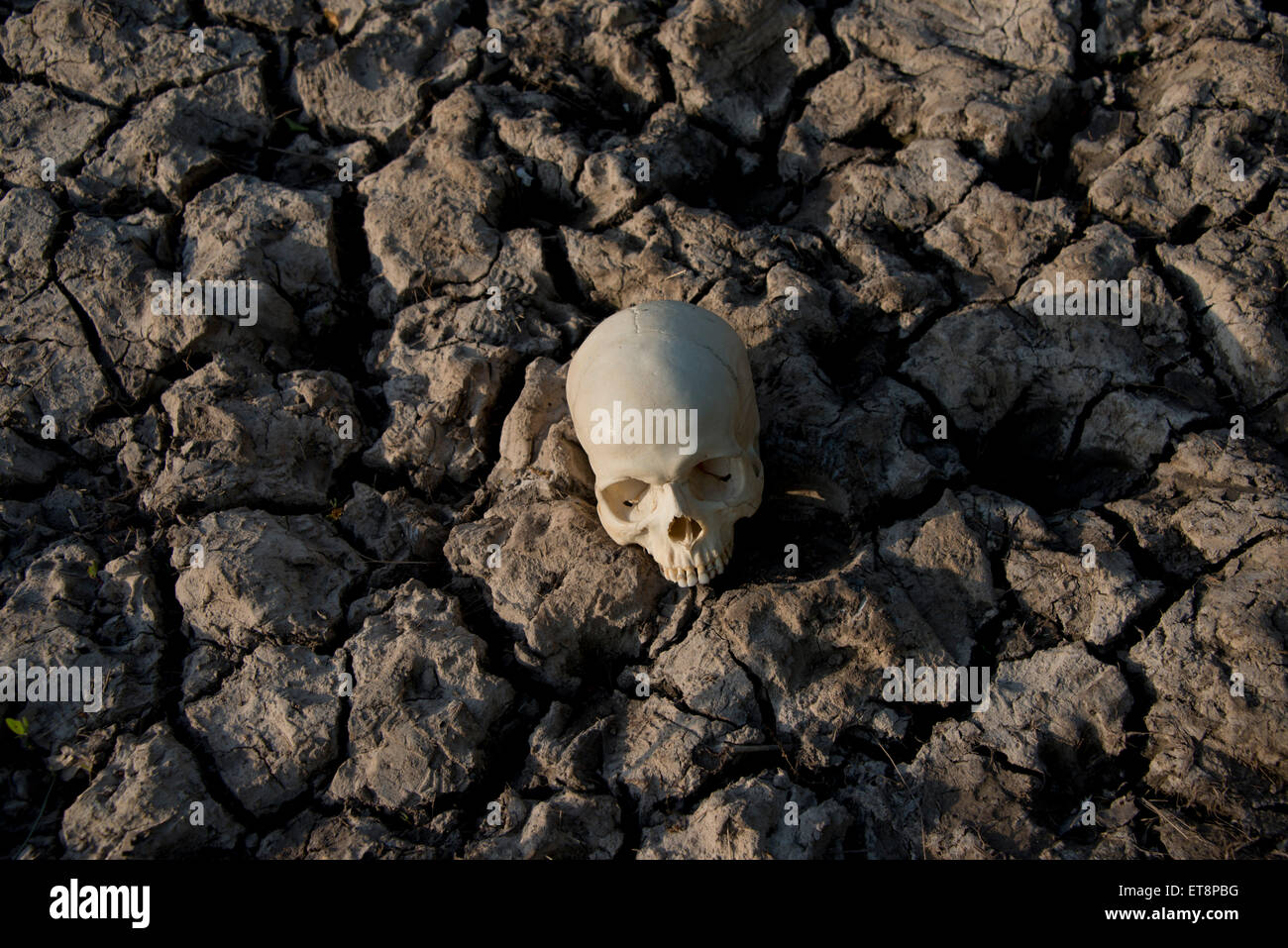 Un colpo concettuale di un teschio umano sulla terra arida suggerendo la morte,mistero,crime,siccità,rimane,l'omicidio,uccidendo,l omicidio di un REGNO UNITO Foto Stock