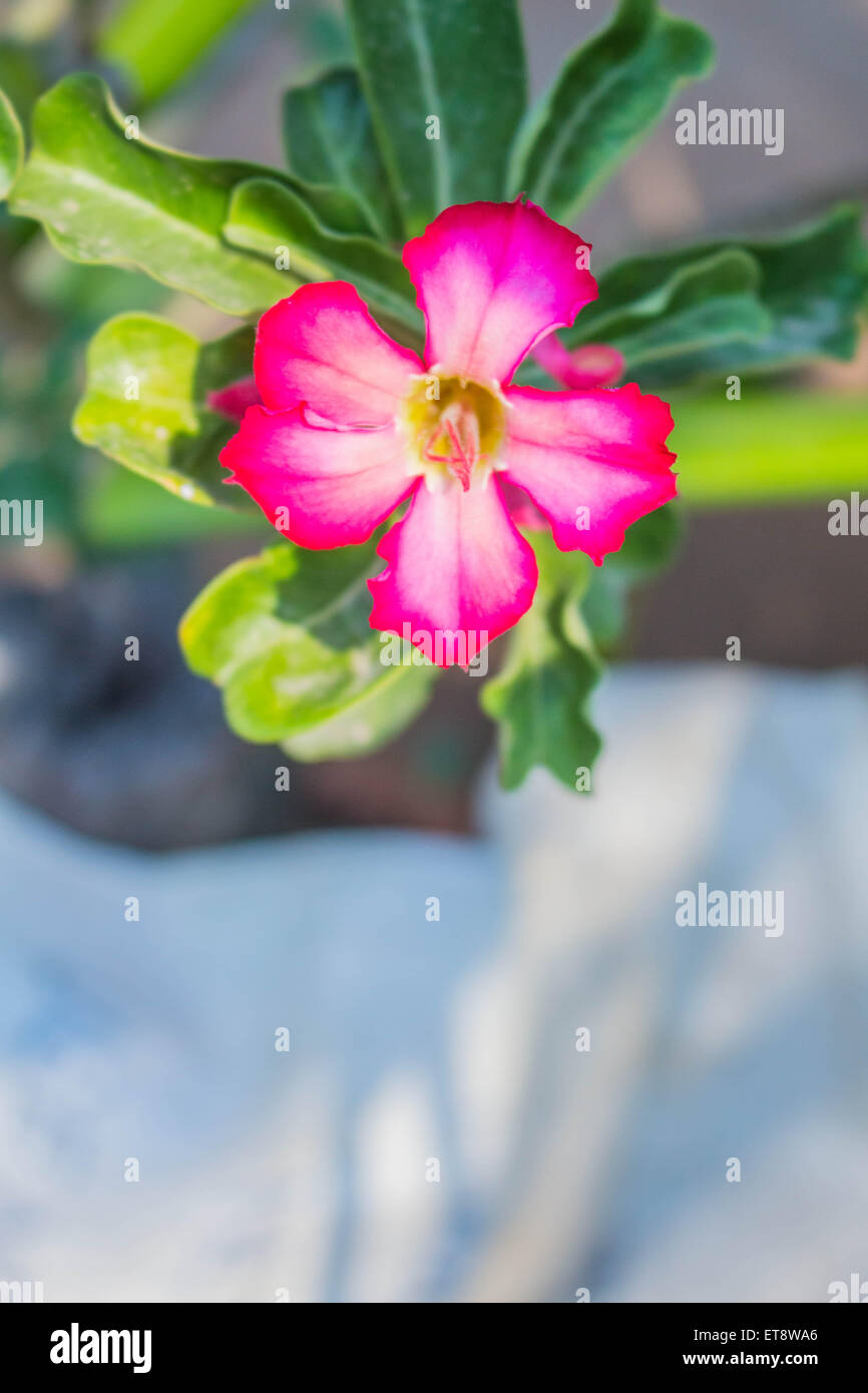 Bellissimi fiori rosa su una struttura ad albero Foto Stock