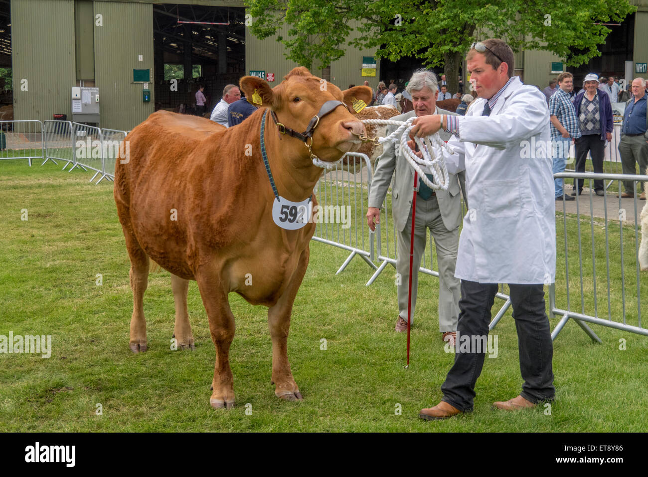 Malvern, Worcestershire, Regno Unito. Venerdì 12 Giugno 2015. Devon bestiame al Royal tre contee Visualizza Credito: Ian Thwaites/Alamy Live News Foto Stock