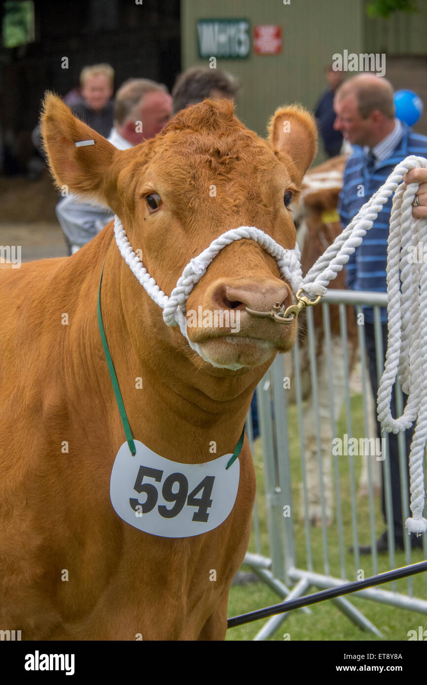 Malvern, Worcestershire, Regno Unito. Venerdì 12 Giugno 2015. Devon bestiame al Royal tre contee Visualizza Credito: Ian Thwaites/Alamy Live News Foto Stock